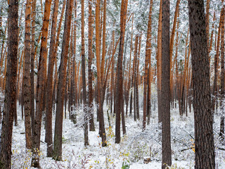 Fototapeta premium Forest in the snow. Winter picture. The sun's rays make their way through the dense coniferous snowy forest. Chemal village, Altai Republic, Russia