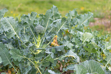 soft focus. natural light. growing organic products without the use of chemicals. green broccoli....