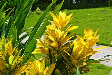 Decorative yellow croton leaves illuminated by the sun © juliettadang