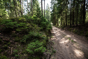 Gravel road in summer green fresh wet forest with spruces. 