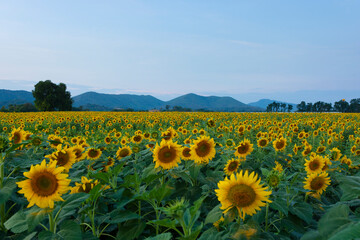 Obraz premium Landscape view with sunflower plantation field during summer in Thailand.