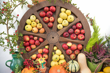 thanksgiving decoration, wooden wheel filled with apples, rosehip thornlet and several pumpkins