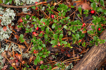 Juicy red lingonberry berry with green leaves grows among moss in forest.