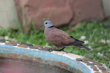 The red turtle dove is walking in the garden