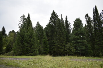 forest in the mountains