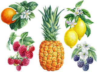 Set of lemons, tangerine, pineapple, raspberry and blackberry, watercolor botanical illustration, fruits and berries 