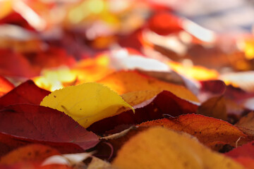 Autumn fallen leaves on the ground  illuminated by the sun.