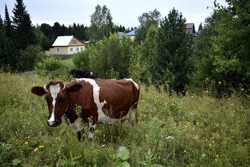 Naklejka premium cows in a meadow