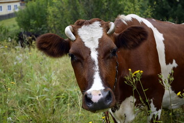 Obraz premium cow on a meadow