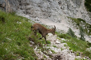 Capricorn under the Triglav - Triglav Nationa Park - Julian Alps - Slovenia