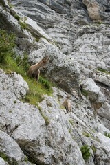 Capricorn under the Triglav - Triglav Nationa Park - Julian Alps - Slovenia