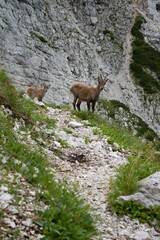 Capricorn under the Triglav - Triglav Nationa Park - Julian Alps - Slovenia