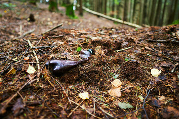 A carelessly throw away plastic water bottle nestled in the moss on a forest path. World ecology problem.