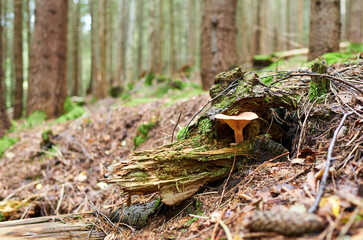Closeup of a fly agarics in the forest. Close up of fly amanitas in the forest. Mushroom picking in a conifer forest.  
