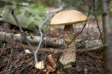 Beautiful boletus edulis mushroom banner in amazing green moss. Old magic forest mushrooms background. White mushroom in sunny day.
