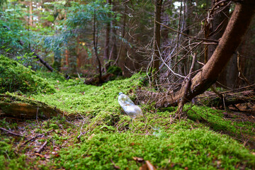 A carelessly throw away plastic water bottle nestled in the moss on a forest path. World ecology problem.