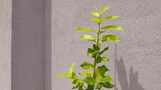 Small lemon tree growing in pot