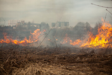 Obraz premium Dry grass is burning. Fire in the field in spring.