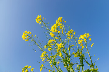 Blue sky, golden flowers, rape flowers are in bloom