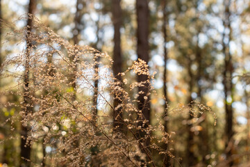 Sunlit forest in autumn with a wildflower, pine trees and a soft focused bokeh background ~AUTUMNAL~