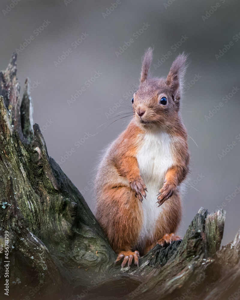 Canvas Prints red squirrel sat on a tree stump with a grey background.