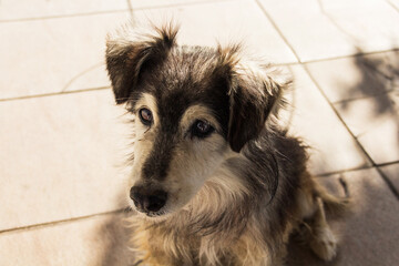 stray blind dog sitting near the cafe, shaggy dog, stray dog, hungry dog