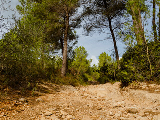 flowers and trees of pine forest in mallorca, balearic islands, europe