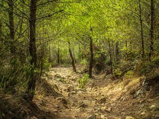 flowers and trees of pine forest in mallorca, balearic islands, europe