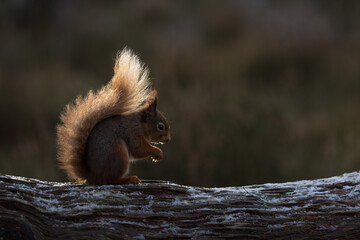 Backlit red Squirrel taken in the Cairngorms National Park.