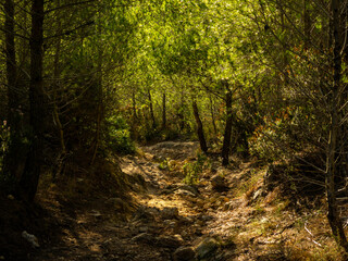 flowers and trees of pine forest in mallorca, balearic islands, europe