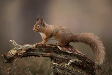  Rode eekhoorn percehd op een log met een bruine achtergrond. Genomen in het Cairngorms National Park, Schotland. © L Galbraith