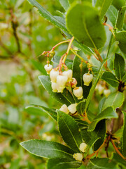 flowers and trees of pine forest in mallorca, balearic islands, europe
