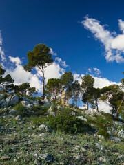flowers and trees of pine forest in mallorca, balearic islands, europe