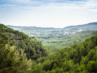 flowers and trees of pine forest in mallorca, balearic islands, europe