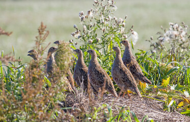 Wild bird partridge. Warm colors nature background. Grey Partridge Perdix perdix.