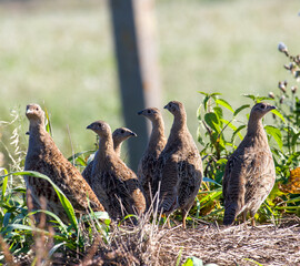Wild bird partridge. Warm colors nature background. Grey Partridge Perdix perdix.