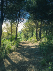 flowers and trees of pine forest in mallorca, balearic islands, europe