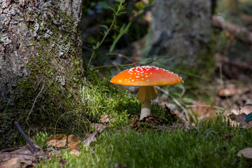 Close up of single red toadstool mushroom in the forest.