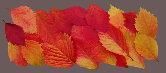 Close-up  autumn leaves isolated on gray background for fall season concept. Top view flat lay autumn composition.