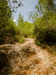 leafy forest paths in spring, pine trees, flowers, nature