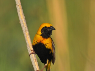 Euplectes afer (Yellow-crowned bishop)