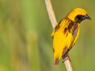 Euplectes afer (Yellow-crowned bishop)
