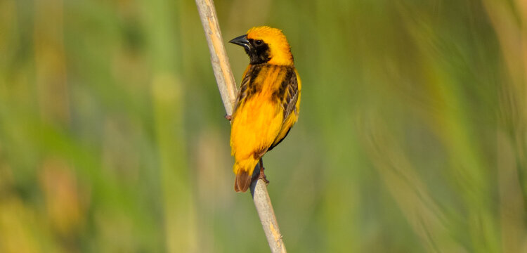 Euplectes afer (Yellow-crowned bishop)