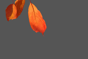 Close-up  autumn leaves isolated on gray background for fall season concept.