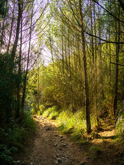 paths in nature surrounded by forests and high mountains