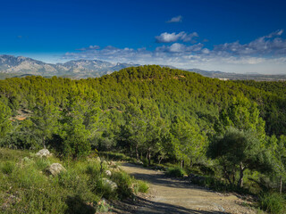 paths in nature surrounded by forests and high mountains