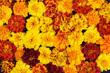 Marigold flowers are red yellow and orange, background a frame for Halloween, Dia De Los Muertos is...