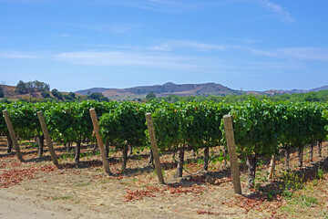 View of the edge of a vineyard in southern California in summertime