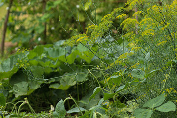 A pollen-bearing flowering plant