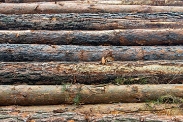Tree trunks with bark on a pile. Wooden logs lie on top of each other.